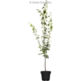 Cydonia 'Portugiesische'; hier im Topf; winterhart; Einsatzmöglichkeit z.B. : Ziergehölz; verfügbar in 16 Größen und Varianten;;ab 57,60 Euro