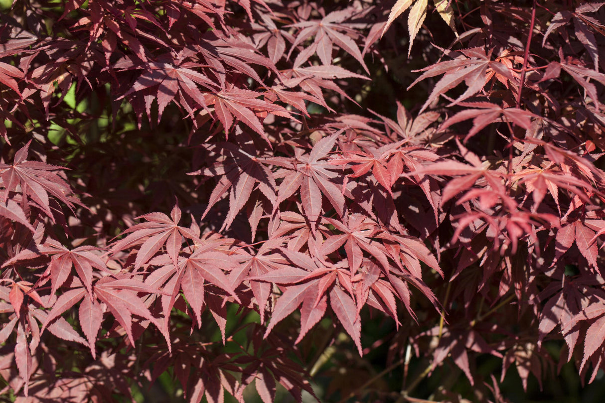 Acer palmatum 'Bloodgood' , erhältlich von 40-60 bis 175-200 cm;;ab 41,60 Euro