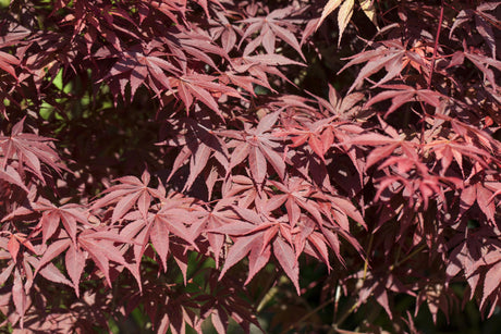 Acer palmatum 'Bloodgood' , erhältlich von 40-60 bis 175-200 cm;;ab 41,60 Euro