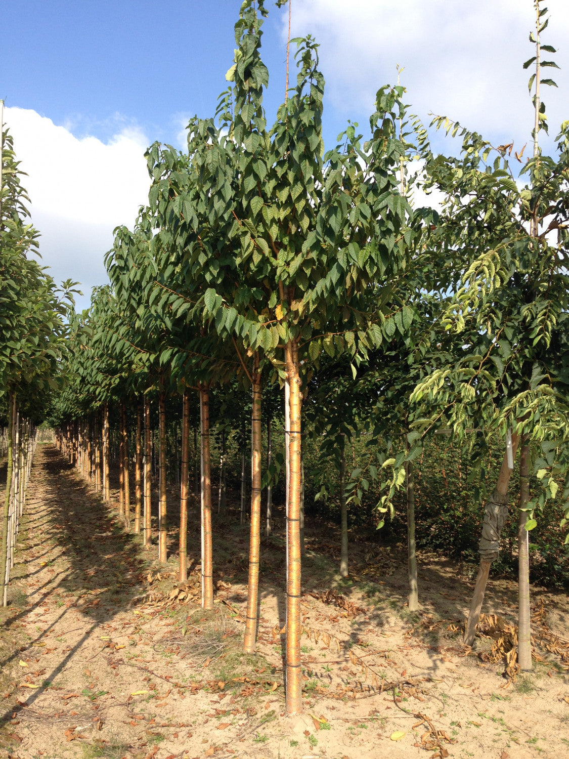 Prunus maackii 'Amber Beauty' , erhältlich als: Hochstamm, Solitärattraktive Rinde;;günstig mit Qualität