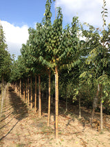 Prunus maackii 'Amber Beauty' , erhältlich als: Hochstamm, Solitärattraktive Rinde;;günstig mit Qualität
