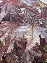 Acer platanoides 'Faassen's Black'; hier mit Belaubung; attraktives Laub; Einsatzmöglichkeit z.B. : Solitärgehölz; verfügbar in 10 Größen und Varianten;;ab 460,00 Euro