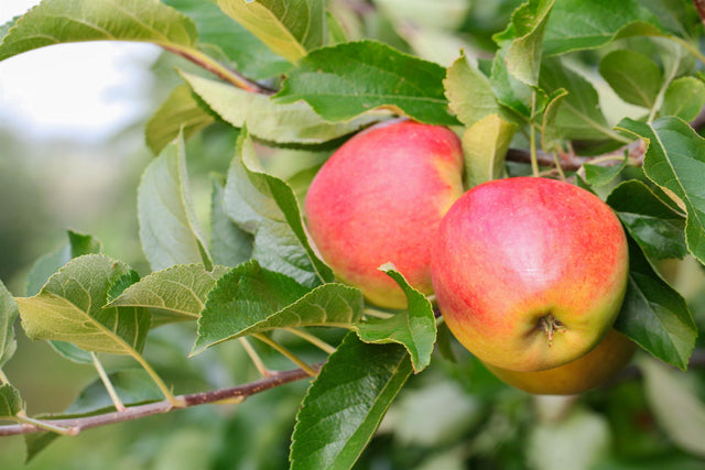 Malus 'Celeste' mit Früchten, erhältlich von 150-200 bis 450-650 cm ;;ab 42,80 Euro