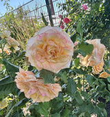 Rosa 'La Villa Cotta' STR; hier mit Blüte; pflegeleicht; Einsatzmöglichkeit z.B. : Einzelstellung;;günstig mit Qualität