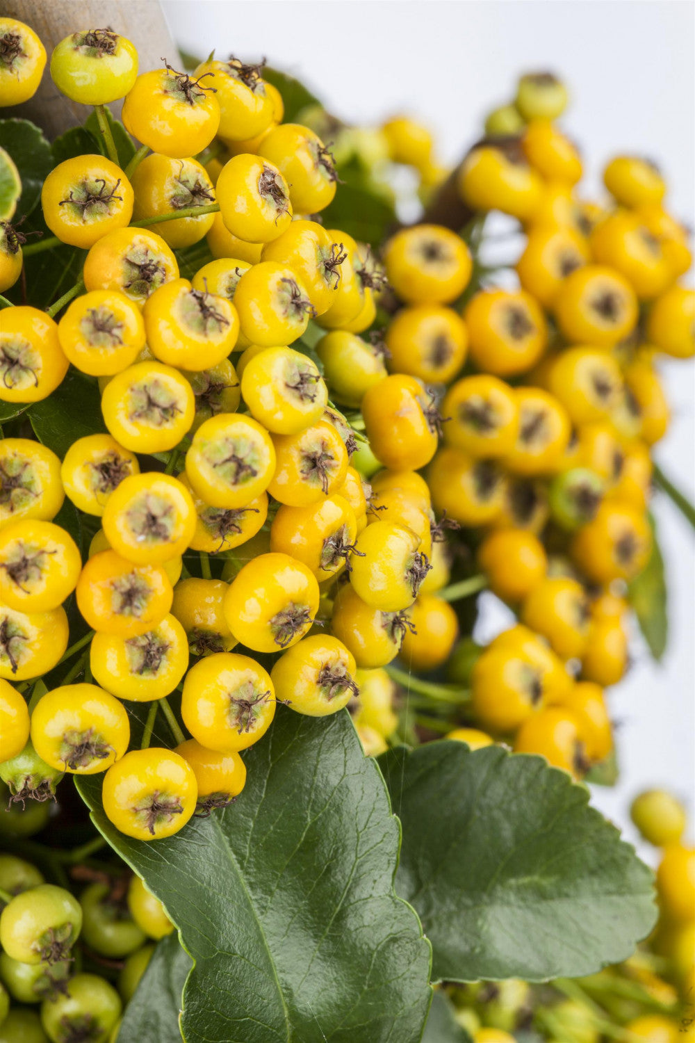 Pyracantha 'Soleil d'Or' mit Früchten, erhältlich von 40-60 bis 150-175 cm; Einsatz: ;;ab 16,90 Euro