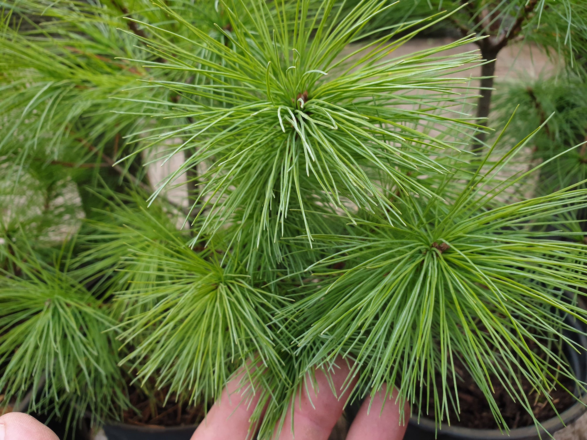 Pinus strobus (Weymouths-Kiefer)