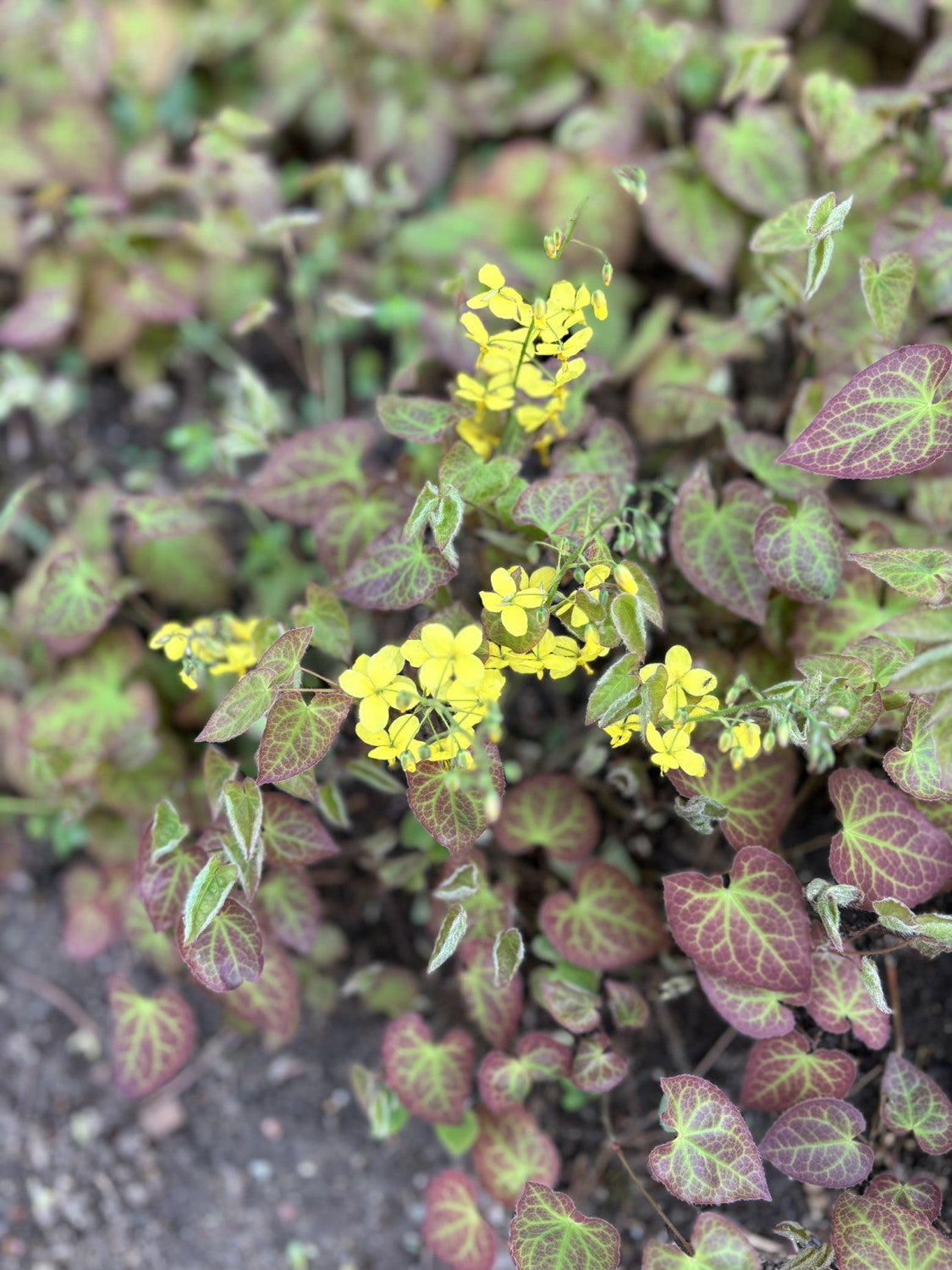 Epimedium x perralchicum 'Frohnleiten' mit Blüte; Einsatz: ;;ab 4,70 Euro