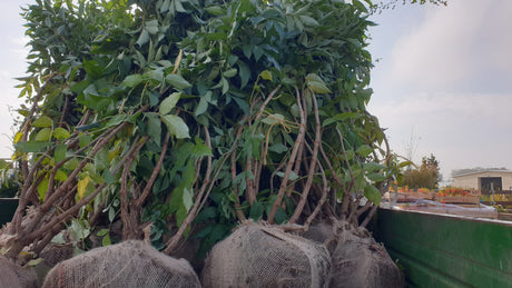 Sambucus nigra VkG 3; vorbereitet für Versand; essbare Früchte; Einsatzmöglichkeit z.B. : Vogelnährgehölz;;ab 3,85 Euro