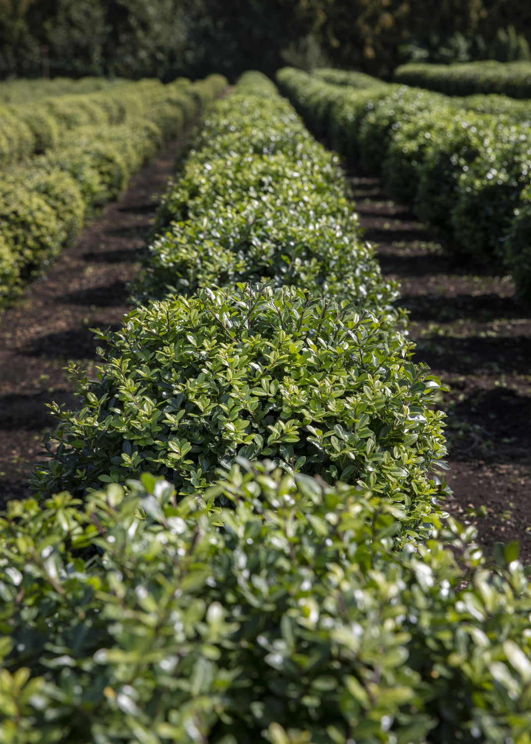 Ilex crenata , erhältlich von 40-50 bis 125-150 cm;;ab 23,90 Euro