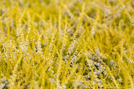 Calluna vulgaris 'Gold Haze' , erhältlich von 10-15 bis 10-15 cm;;ab 2,31 Euro