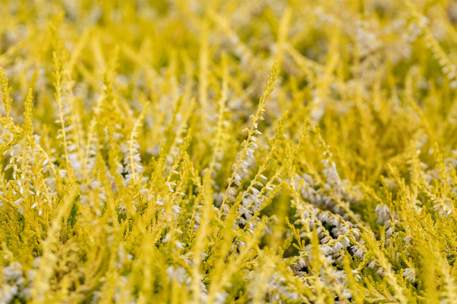 Calluna vulgaris 'Gold Haze' , erhältlich von 10-15 bis 10-15 cm;;ab 2,31 Euro