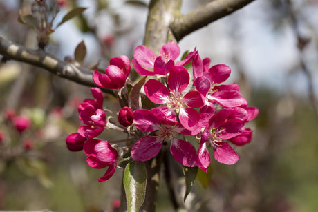 Malus 'Mokum' mit Blüte, erhältlich von 60-100 bis 450-650 cm; Einsatz: ;;ab 16,60 Euro
