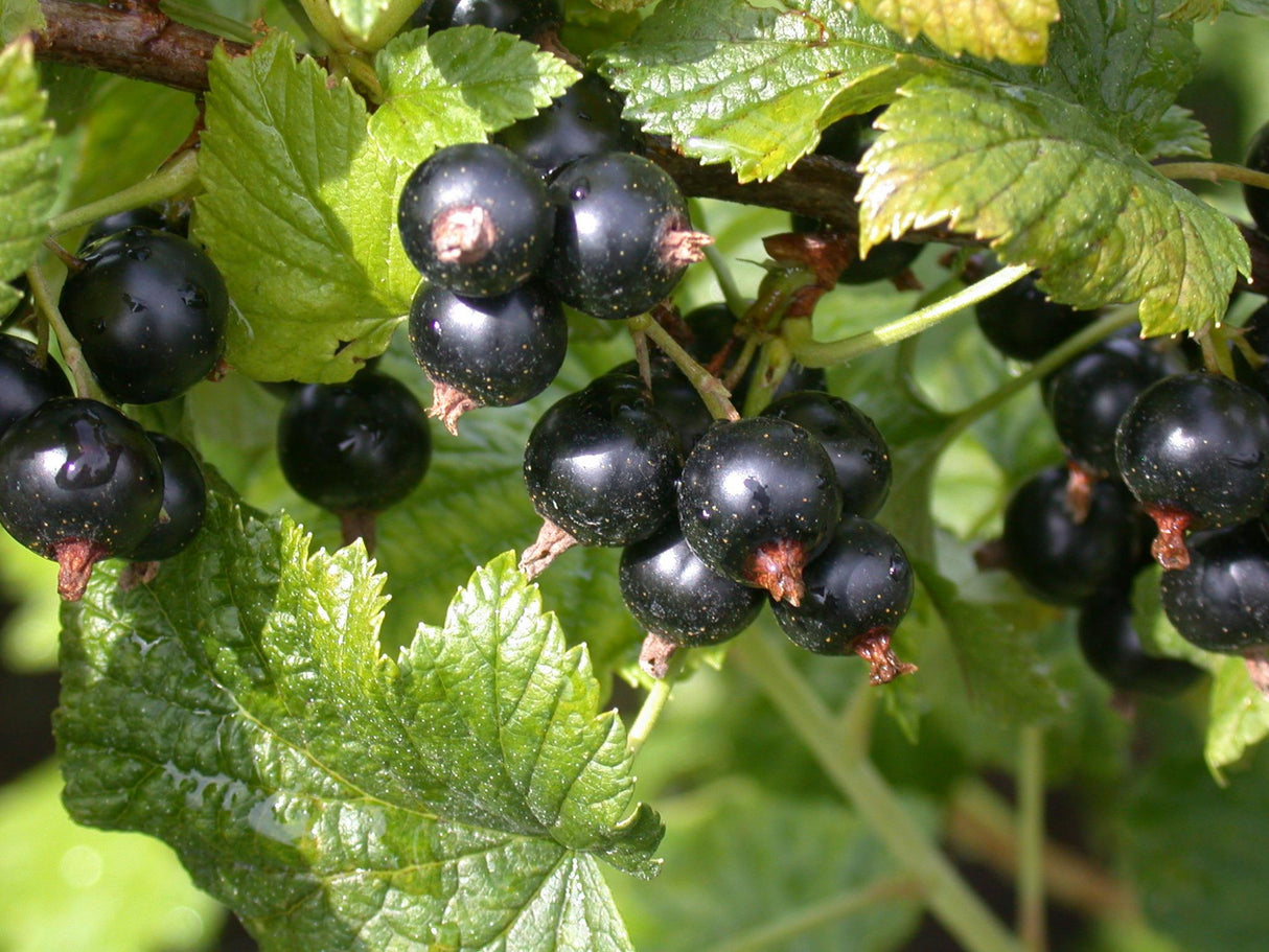 Ribes nigrum mit Früchten, erhältlich von 40-60 bis 70-90 cm; Einsatz: ;;ab 3,55 Euro