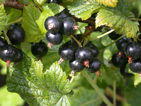Ribes nigrum mit Früchten, erhältlich von 40-60 bis 70-90 cm; Einsatz: ;;ab 3,55 Euro