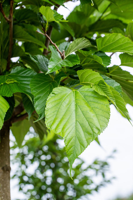 Tilia cordata 'Roelvo' mit Belaubung, erhältlich von 270-330 bis 450-650 cm; Einsatz: ;;ab 198,00 Euro