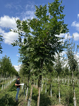Koelreuteria paniculata ;;ab 35,60 Euro