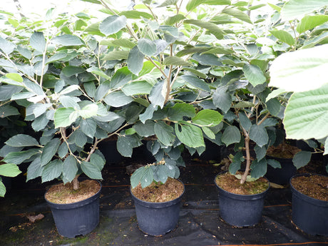 Hamamelis intermedia 'Pallida'; als Pflanze im Beet; duftblüten; Einsatzmöglichkeit z.B. : Heckenpflanze;;günstig mit Qualität