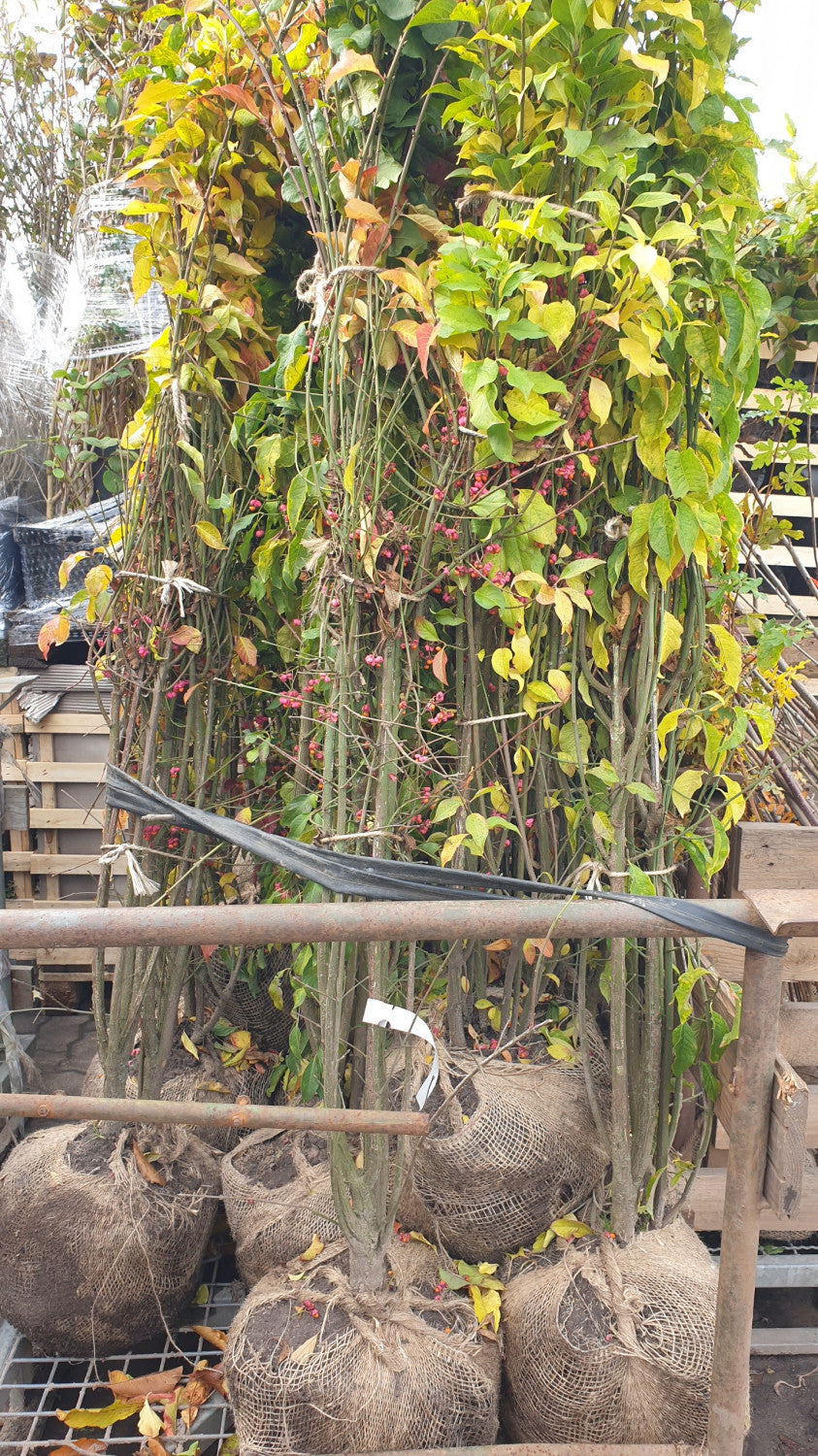 Gewöhnliches Pfaffenhütchen; vorbereitet für Versand; attraktive Früchte; Einsatzmöglichkeit z.B. : Schmetterlingsstrauch;;mit zeitnaher Lieferung