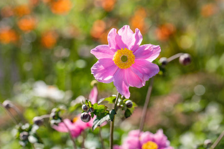 Anemone tomentosa 'Serenade' mit Blüte; Einsatz: ;;ab 4,90 Euro
