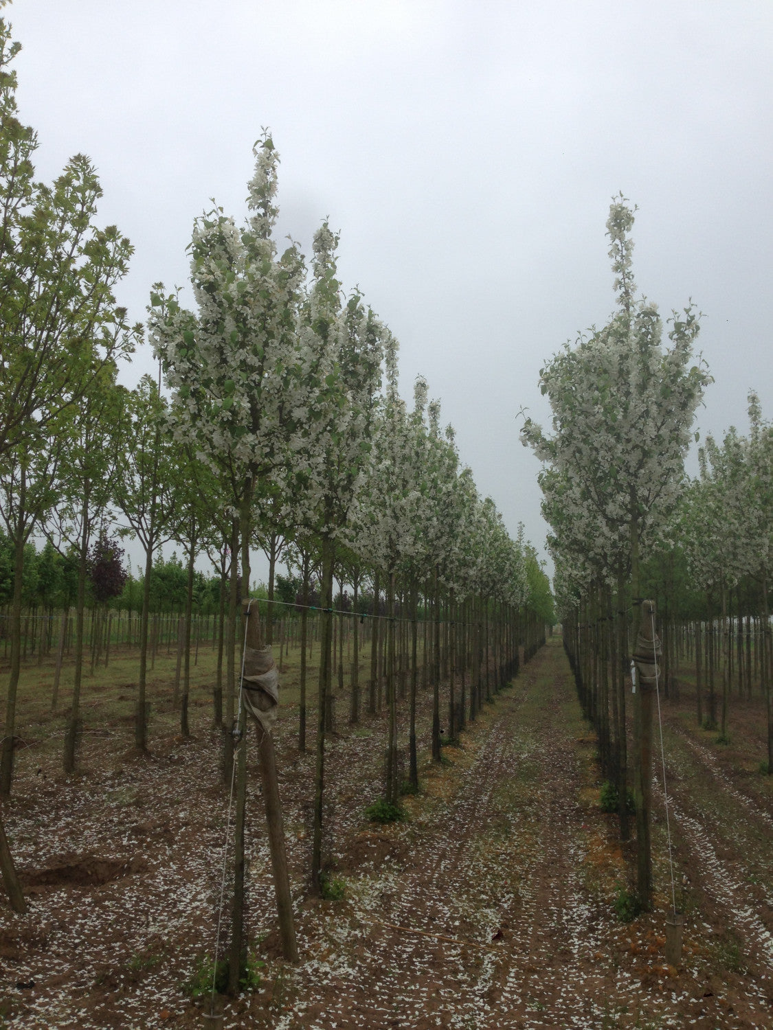 Malus 'Evereste' , erhältlich von 60-100 bis 450-650 cm;;ab 16,60 Euro