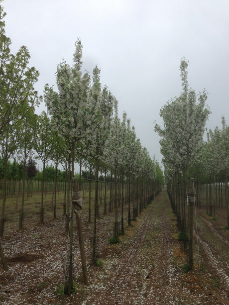 Malus 'Evereste' , erhältlich von 60-100 bis 450-650 cm;;ab 16,60 Euro