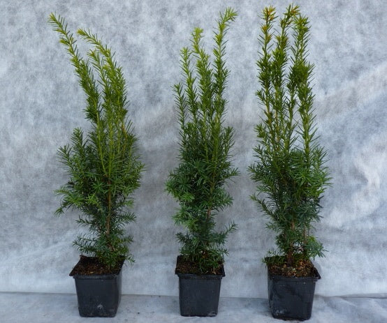 Taxus media 'Hillii' im Topf; Einsatz: Solitär, nahrungsquelle für Insekten;;ab 18,50 Euro