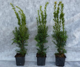 Taxus media 'Hillii' im Topf; Einsatz: Solitär, nahrungsquelle für Insekten;;ab 18,50 Euro