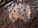 Clematis montana 'Rubens' mit Früchten, erhältlich als: Solitär; Einsatz: Sichtschutzschnellwüchsig;;günstig mit Qualität