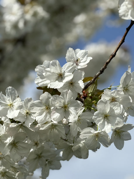 prunus x yedoensis mit Blüte, erhältlich als: verschulte Sträucher, Solitär, Hochstamm; Einsatz: solitärpflanzezierwert;;günstig mit Qualität