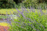 Baptisia australis 'Purple Smoke'; hier mit Blüte; lange Blütezeit; Einsatzmöglichkeit z.B. : Staudenbeet;;ab 0,00 Euro