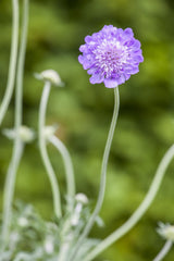 Scabiosa caucasica 'Perfecta'; hier mit Blüte; lange Blütezeit; Einsatzmöglichkeit z.B. : Staudenbeet;;ab 0,00 Euro