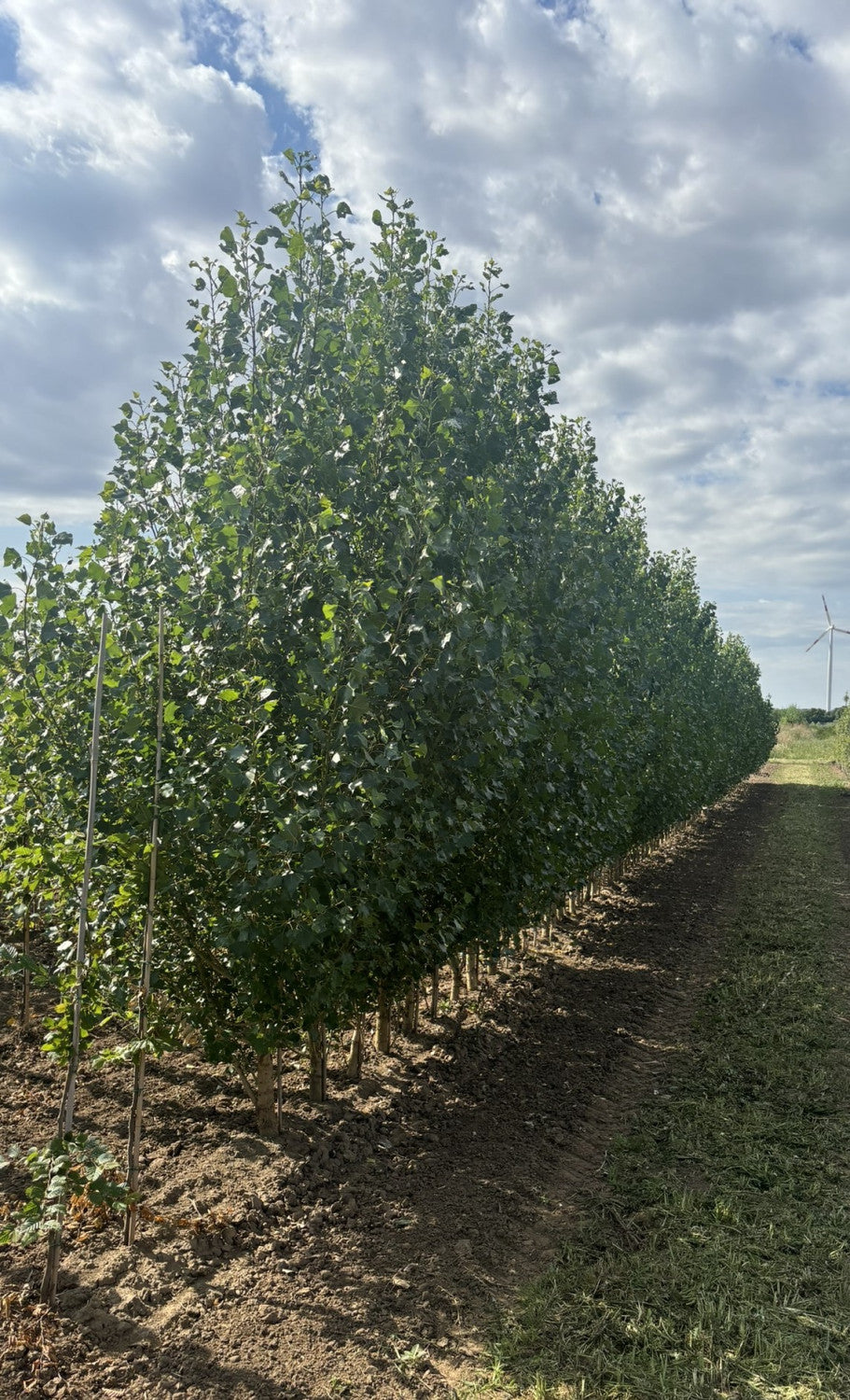 Populus nigra , erhältlich von 50-80 bis 450-650 cm;;ab 2,12 Euro