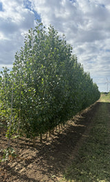 Populus nigra , erhältlich von 50-80 bis 450-650 cm;;ab 2,12 Euro