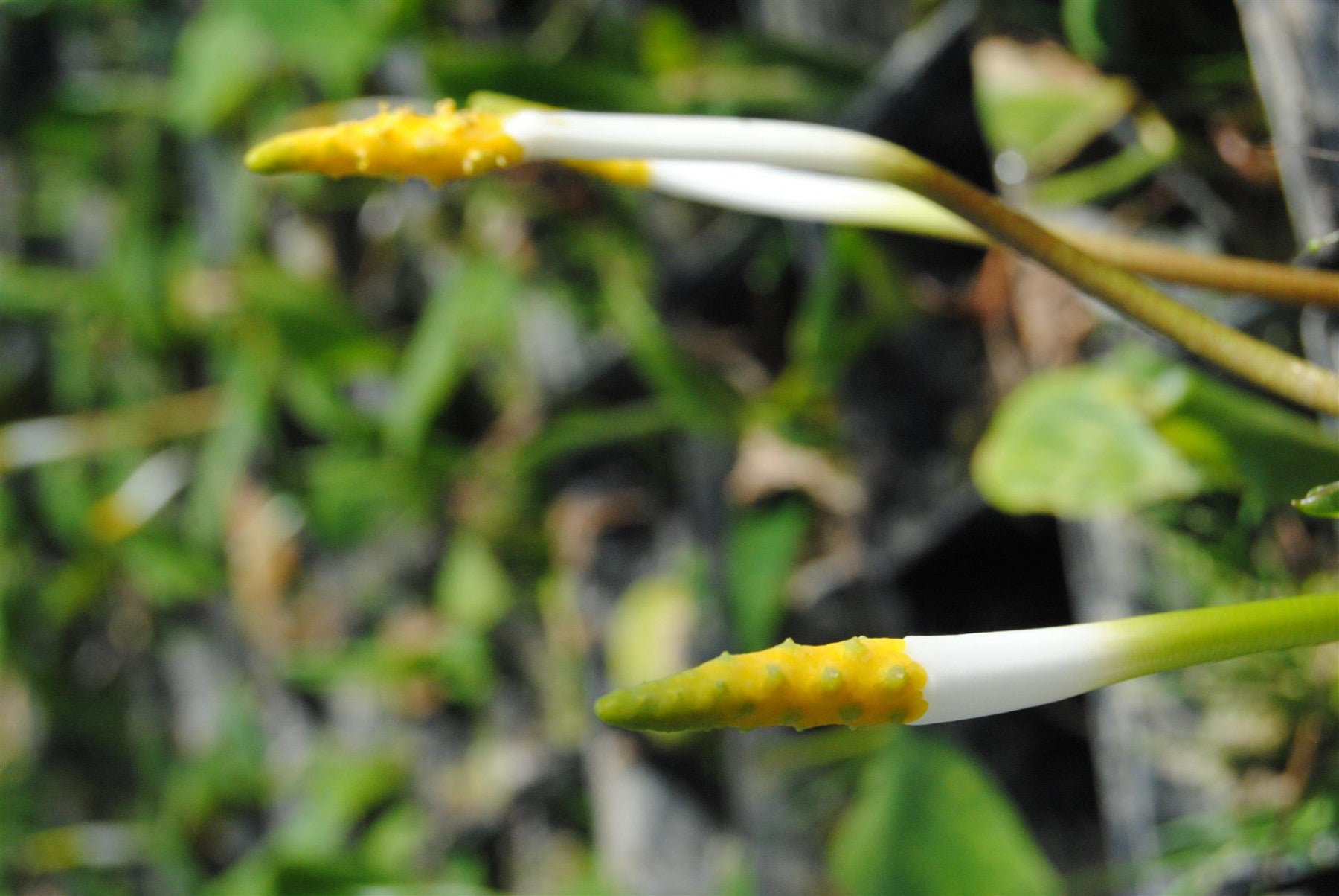 Orontium aquaticum (Goldkeule)