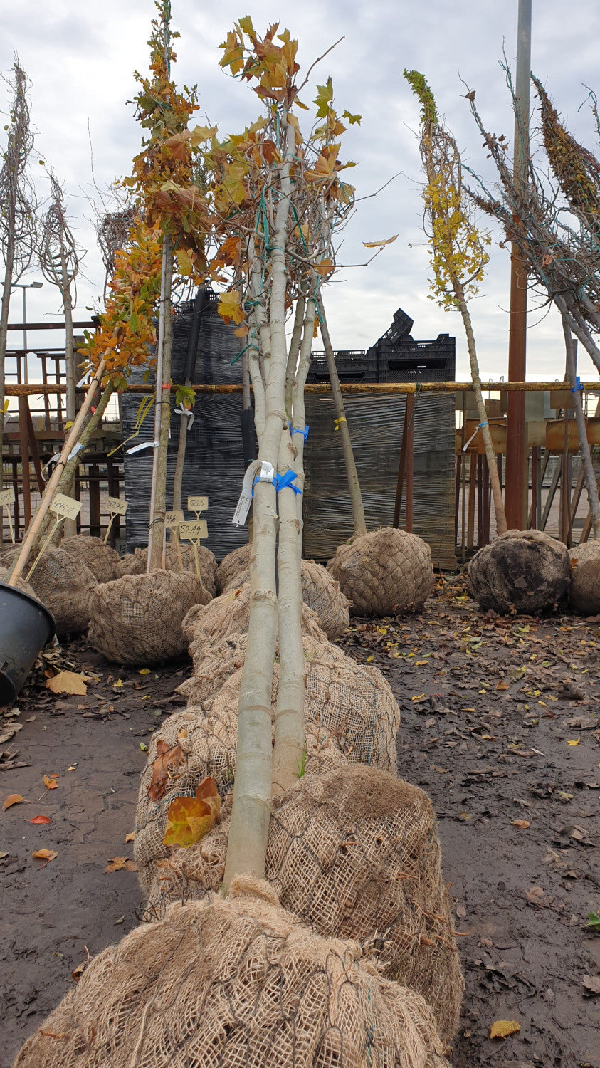 Platanus hispanica; vorbereitet für Versand; stadtklimafest; Einsatzmöglichkeit z.B. : stadtklimafeste Pflanze;;ab 33,30 Euro