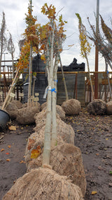 Platanus hispanica; vorbereitet für Versand; stadtklimafest; Einsatzmöglichkeit z.B. : stadtklimafeste Pflanze;;ab 33,30 Euro