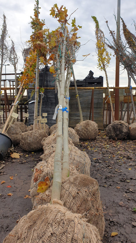 Platanus hispanica; vorbereitet für Versand; stadtklimafest; Einsatzmöglichkeit z.B. : stadtklimafeste Pflanze;;ab 33,30 Euro