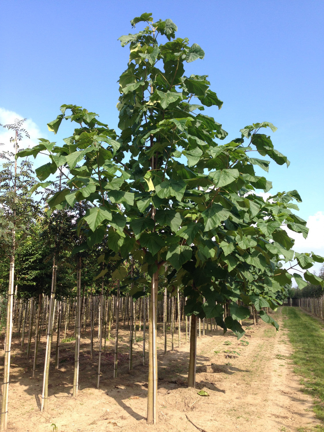 Paulownia tomentosa , erhältlich von 270-330 bis 450-650 cm;;ab 279,00 Euro