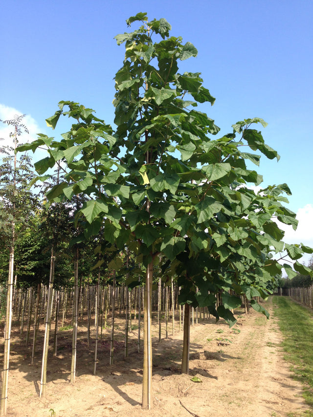 Paulownia tomentosa , erhältlich von 270-330 bis 450-650 cm;;ab 279,00 Euro
