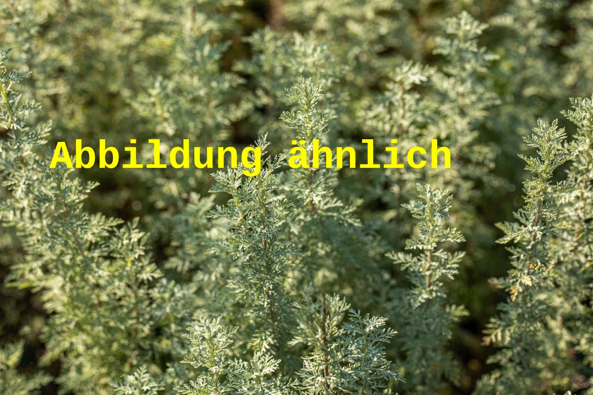 Artemisia arborescens 'Powis Castle' (Halbstrauchiger Garten-Wermut)