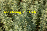 Genaues Foto für Artemisia arborescens 'Powis Castle' folgt; dieses ähnliche Bild dient der Illustration von Halbstrauchiger Garten-Wermut