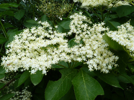 Holder; hier mit Blüte; zierstrauch; Einsatzmöglichkeit z.B. : Heckenpflanze;;günstig mit Qualität