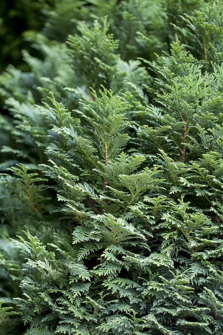 Chamaecyparis laws. 'Minima Glauca' , erhältlich von 15-20 bis 60-70 cm;;ab 16,90 Euro