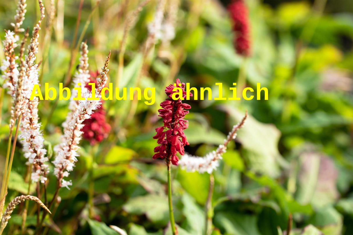 Bistorta amplexicaulis 'Blackfield' (Garten-Kerzenknöterich)