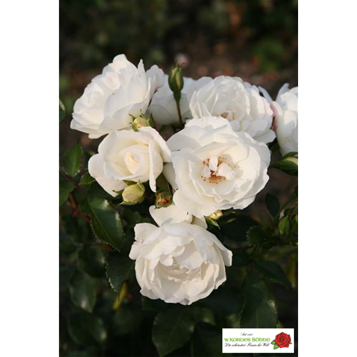 Rosa 'Weiße Wolke' STR mit Blüte; Einsatz: ;;ab 8,10 Euro