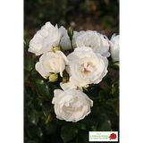 Rosa 'Weiße Wolke' STR; hier mit Blüte; winterhart; Einsatzmöglichkeit z.B. : Rabatten; verfügbar in 2 Größen und Varianten;;ab 11,10 Euro