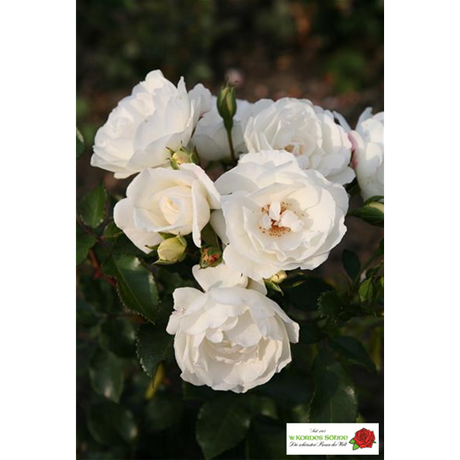 Rosa 'Weiße Wolke' STR mit Blüte; Einsatz: ;;ab 8,10 Euro