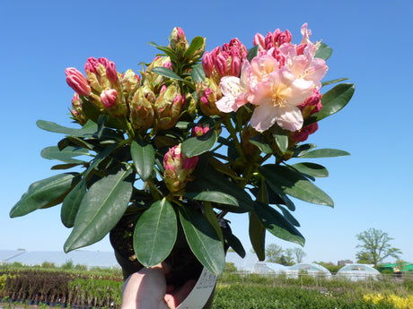Yaku-Rhododendron 'Percy Wiseman' mit Sommerbelaubung, verfügbar in 2 Größen und Varianten; Einsatz: Solitärpflanzewinterhart;;hier kaufen
