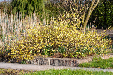 Corylopsis pauciflora , erhältlich von 40-60 bis 100-125 cm;;ab 48,40 Euro