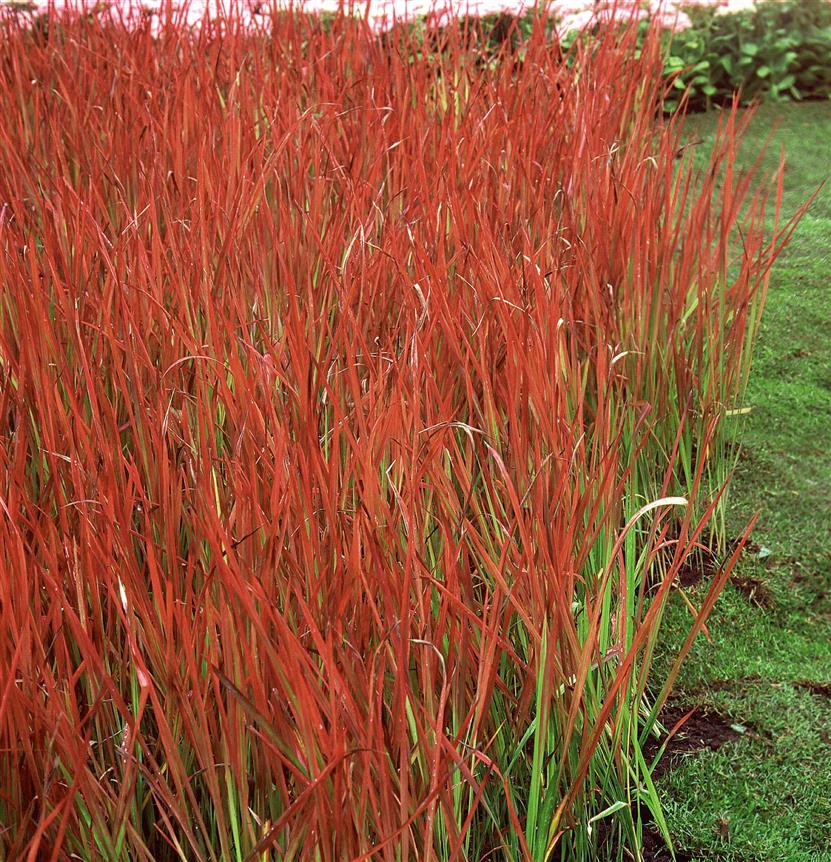 Imperata cylindrica var. koenig. 'Red Baron' (Garten-Blutgras)